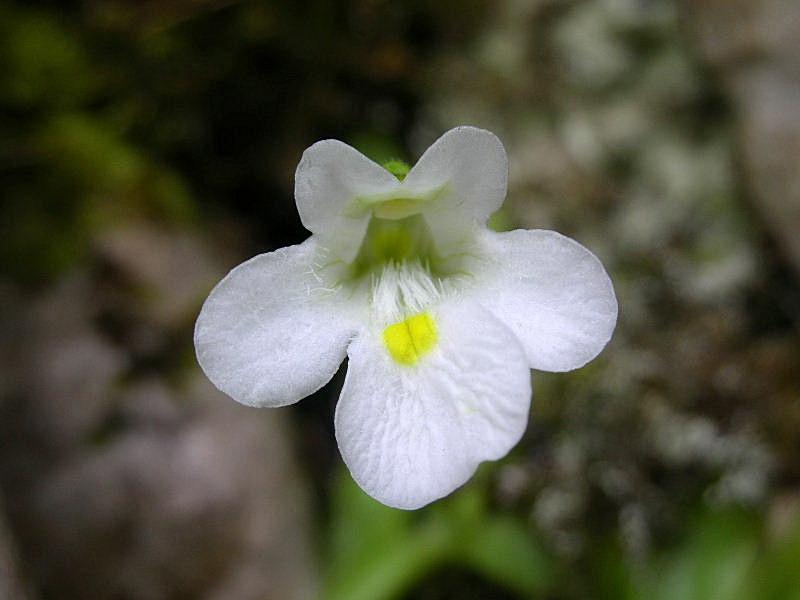 Pinguicula alpina / Erba-unta bianca